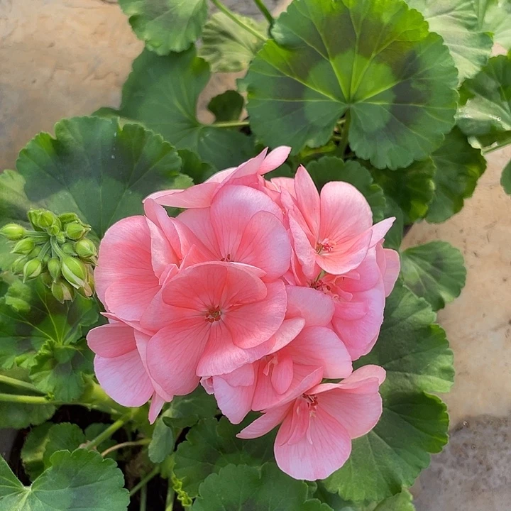 完全开放菲舍857福利款