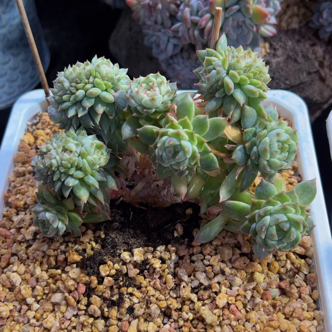 黄粉心冰魄缀天天开心15朵朵缀