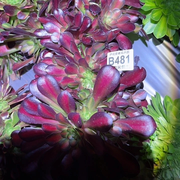 多肉法师淘宝福利