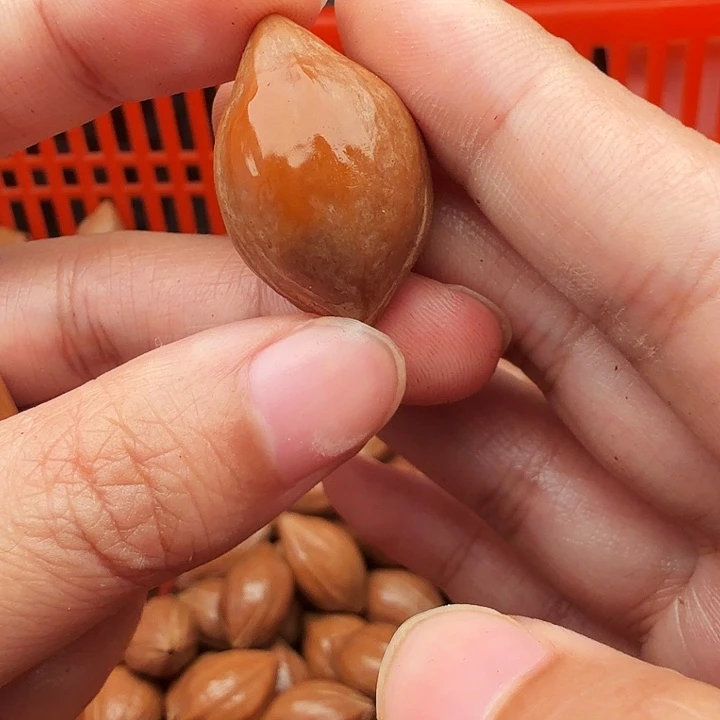 橄榄核手串/手链橄榄