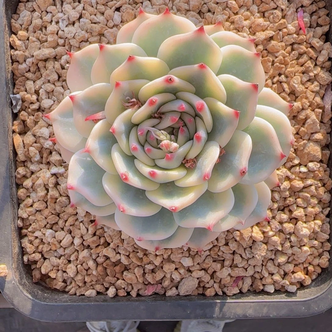 日****学日照发货111111