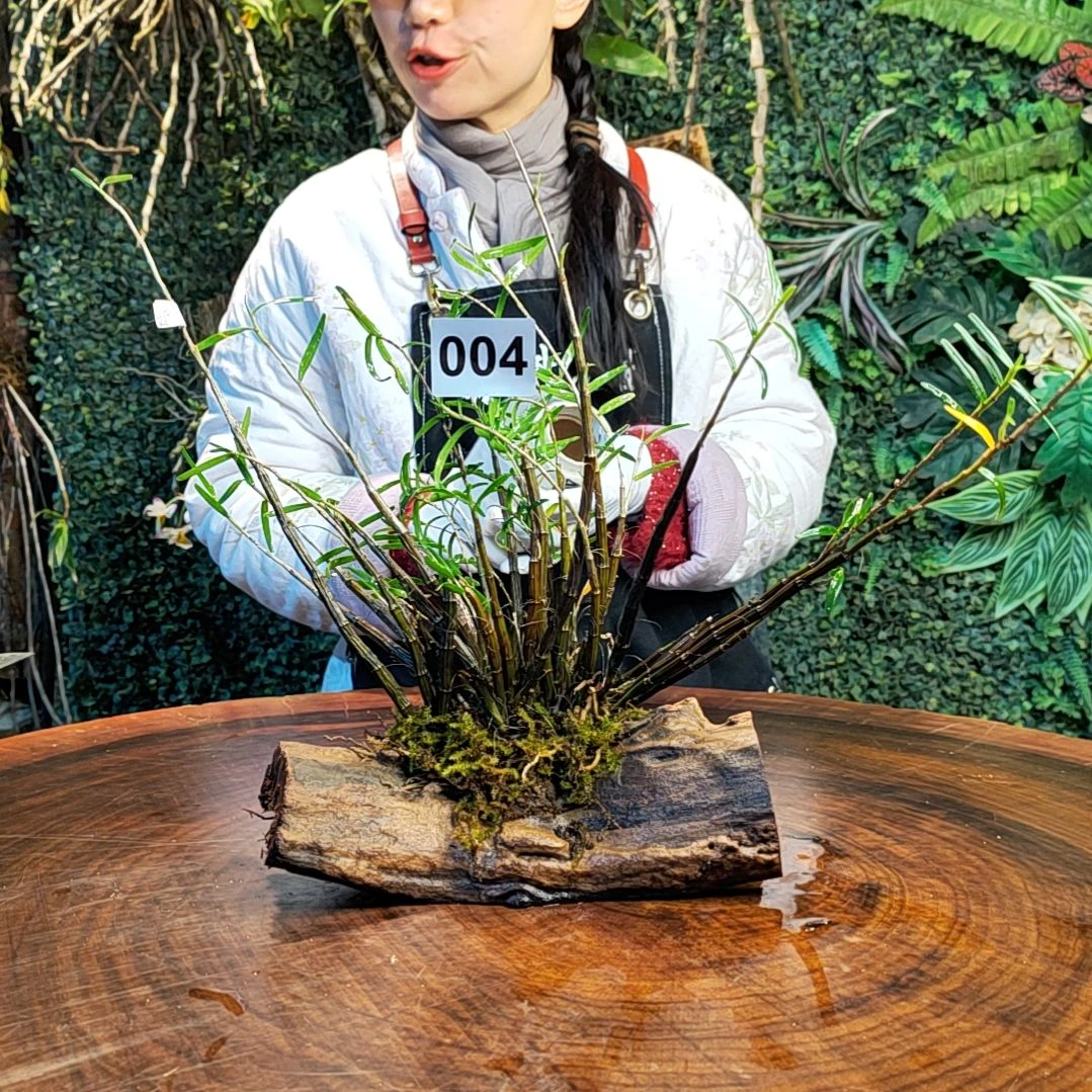 【闪购商品】004姬竹叶花