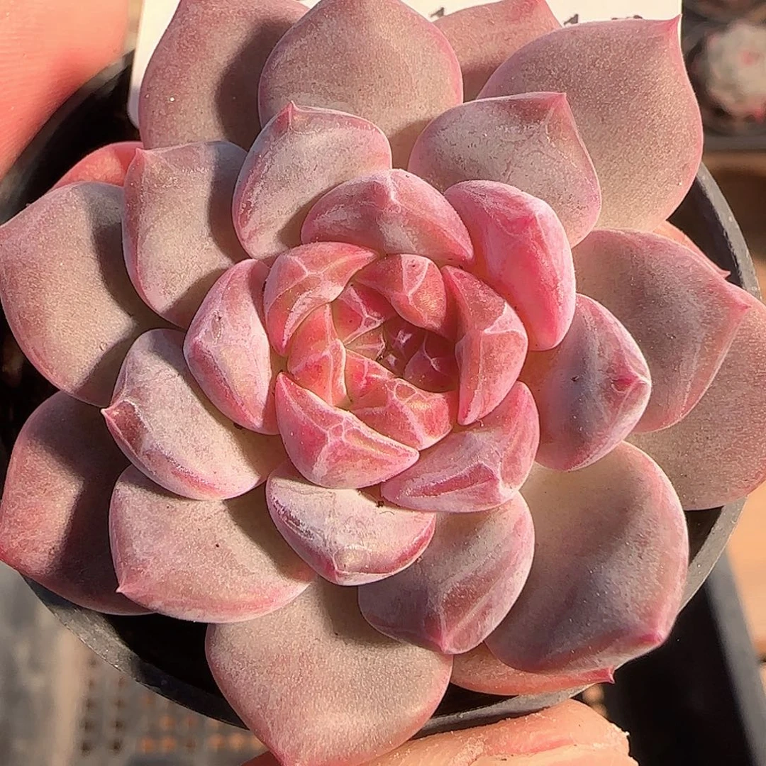 多肉1201-115糖心