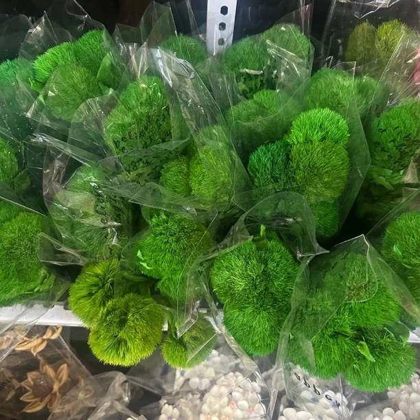 云南基地直发绿毛球永生花花花期鲜花长适合室内插花装饰