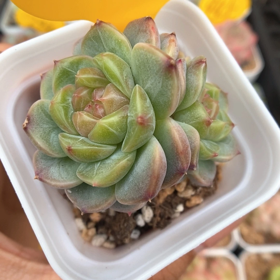 荔枝甜心4032号。