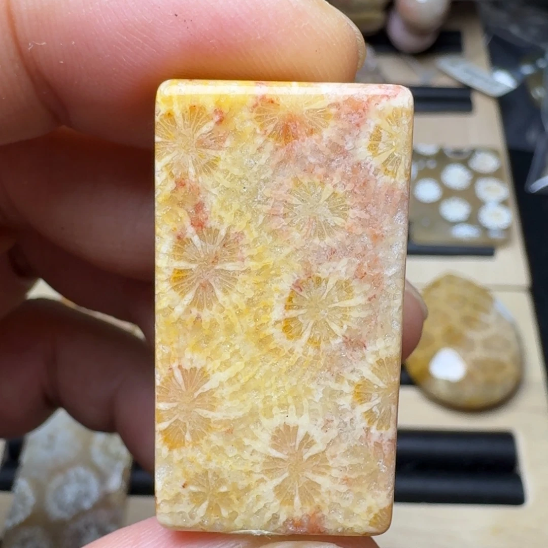 硅化珊瑚（珊瑚玉）未镶嵌纯天然色有机玉石保真色