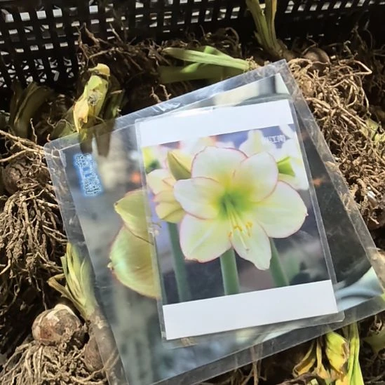 当前无花栽培后可以开花俏江南4厘米裸根球10棵