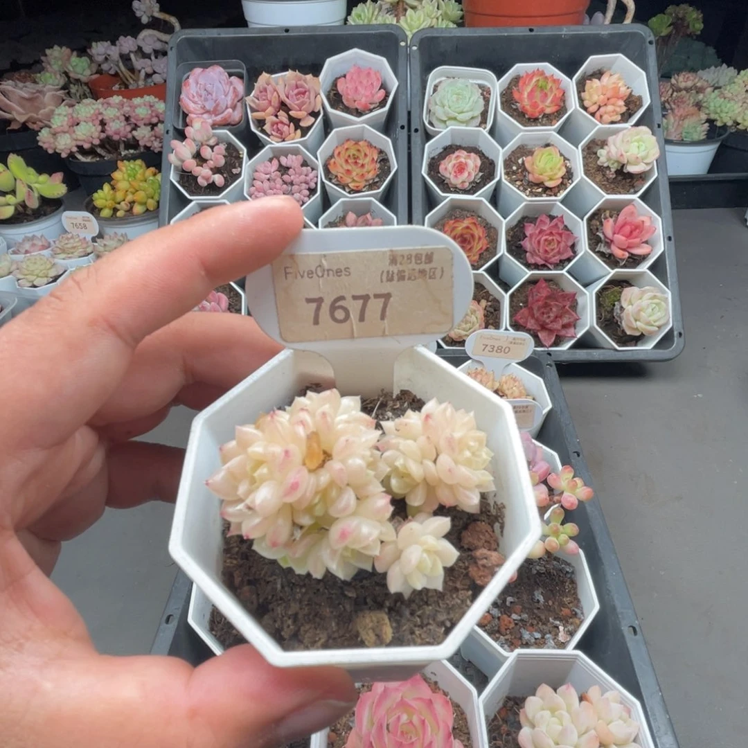 7677麦秆群 4.0厘米