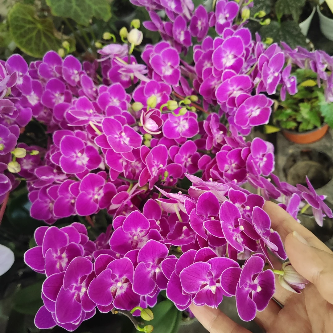 朱雀蝴蝶兰单梗·A级中花型花期超长花色鲜艳稀缺花卉
