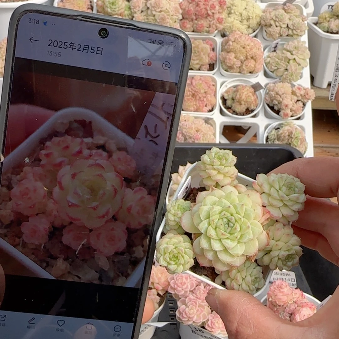 【闪购商品】0214-141（ht-24）