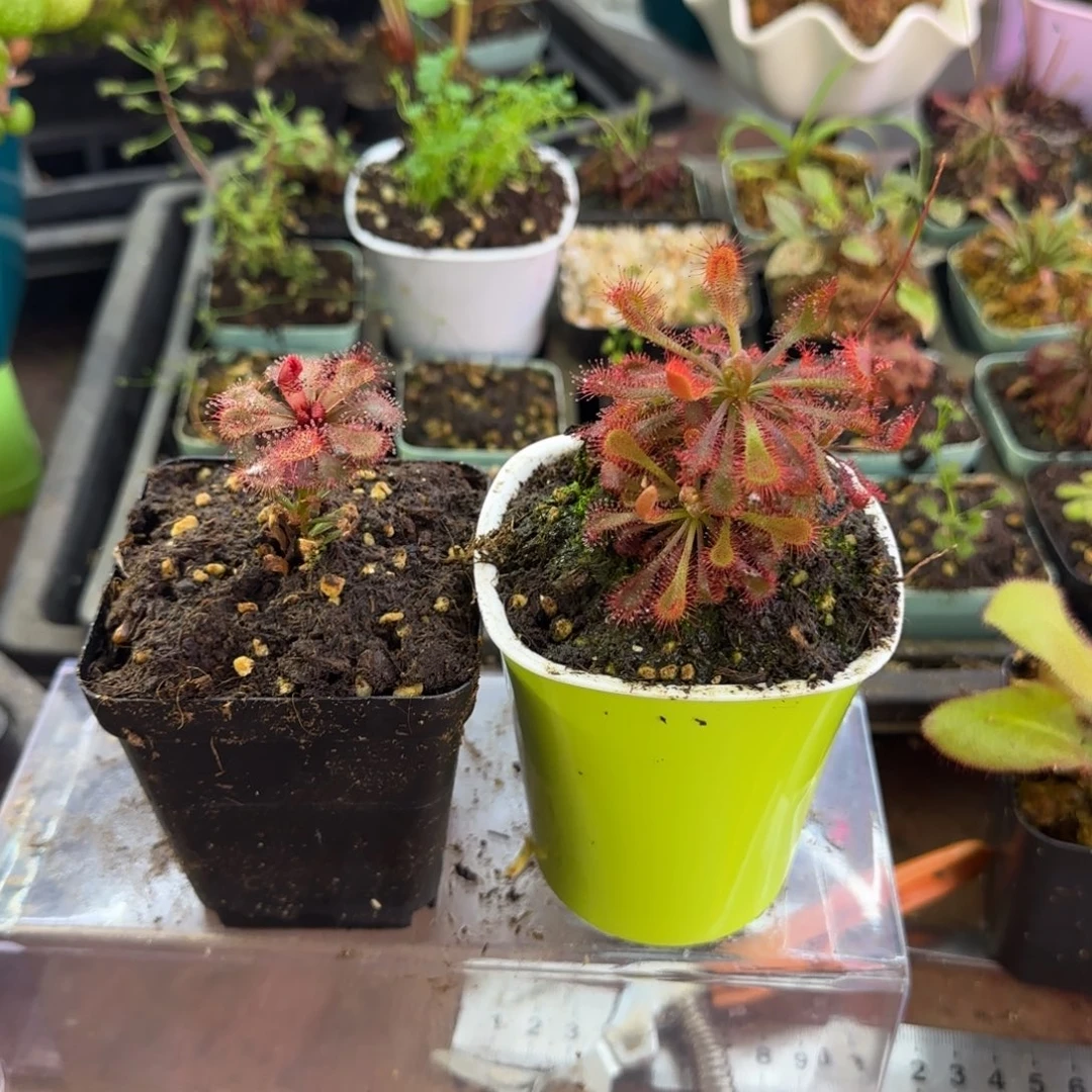 完全开放斯氏茅膏菜 勺叶茅膏菜