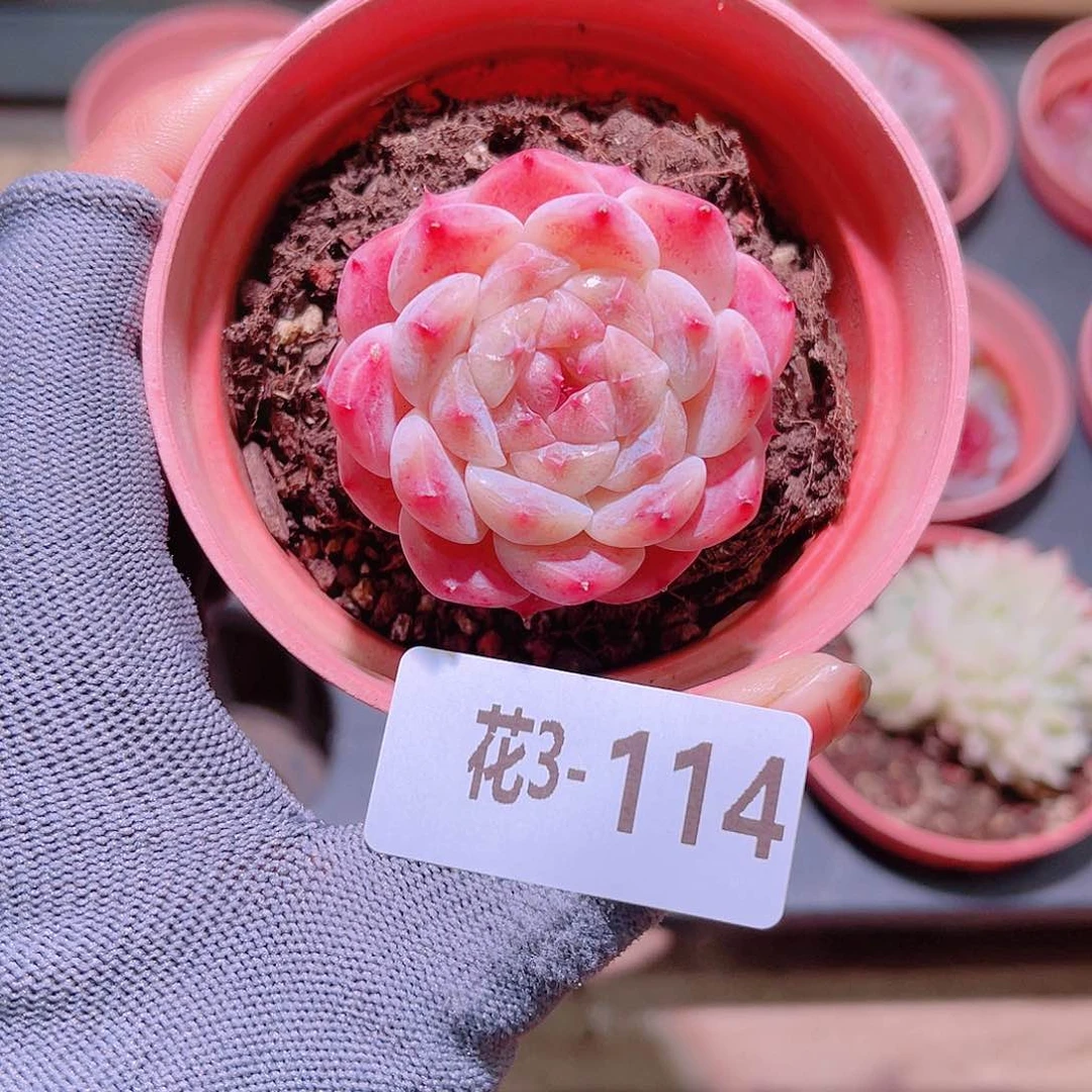 花03-114秘境冰魄