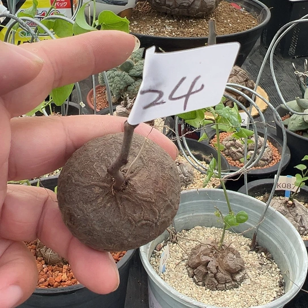 多肉植物专拍 一物一拍 南非龟甲龙24