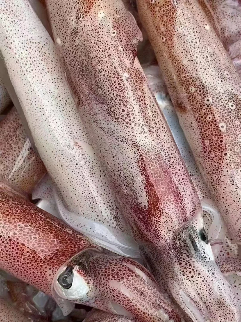 海钓火箭鱿鱼 大号钓鱿 大笔管 部分带籽 包脆包不缩水