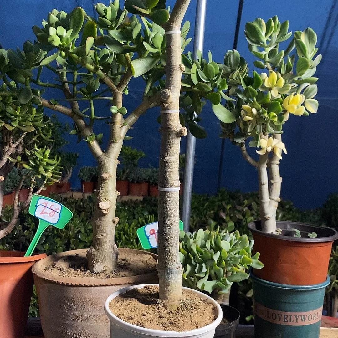 意***⁰完全开放老桩玉树一物一拍