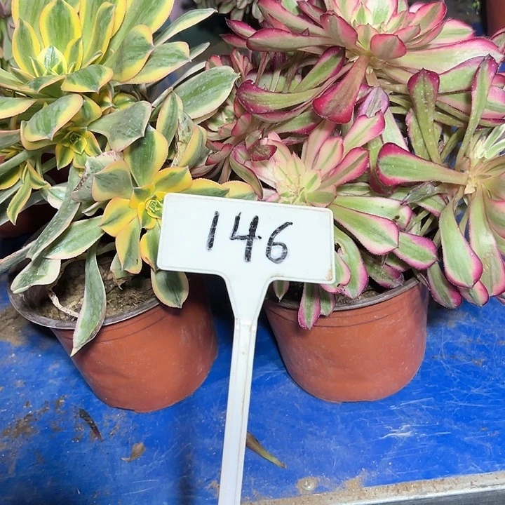 多肉植物组合2个