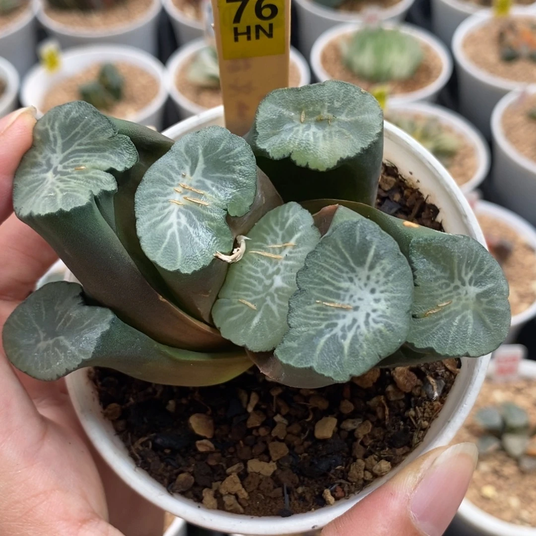 76飞鸟万象一物一拍