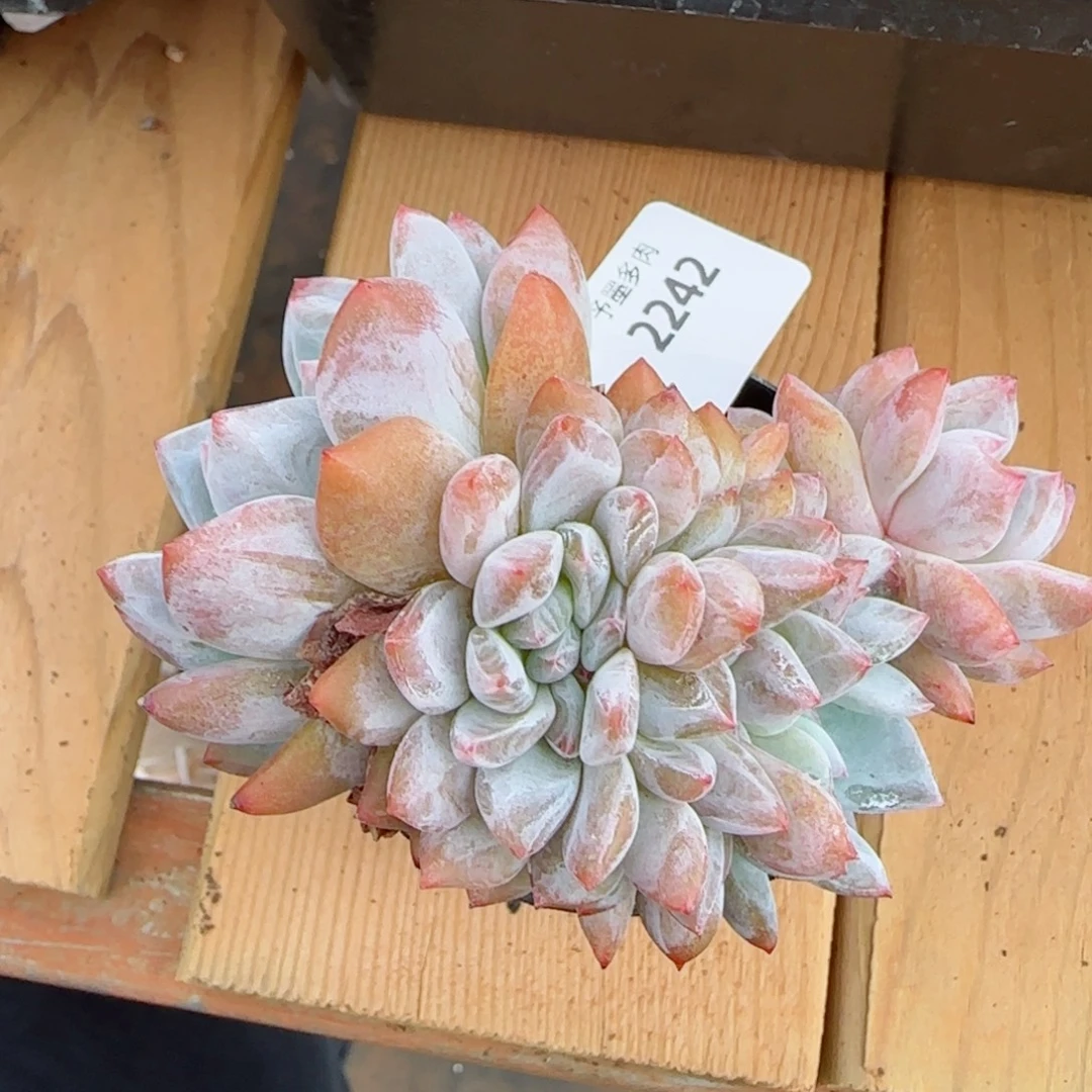 橙子小缀，2242多肉植物