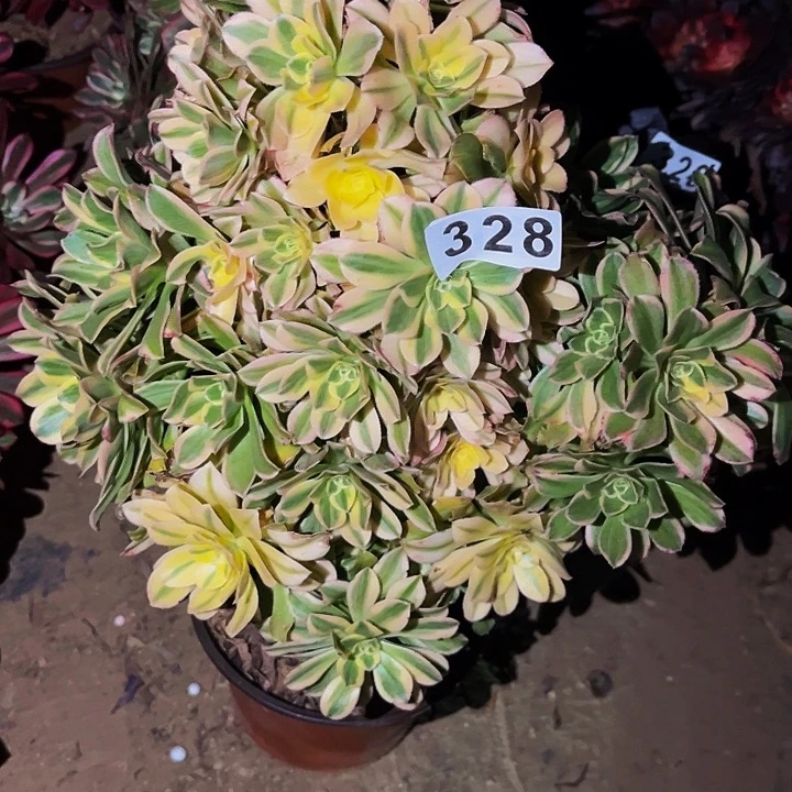 328艳日伞多肉植物处理不售后