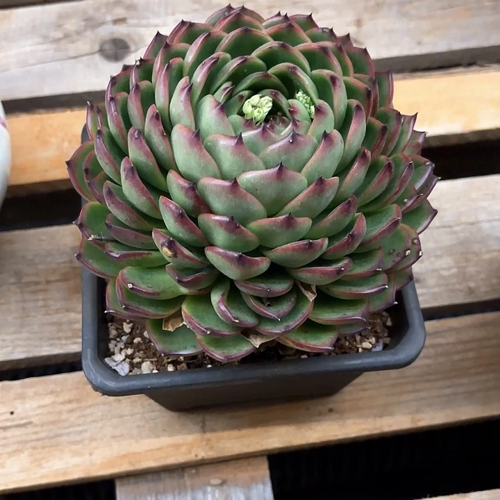 多肉植物，月亮石