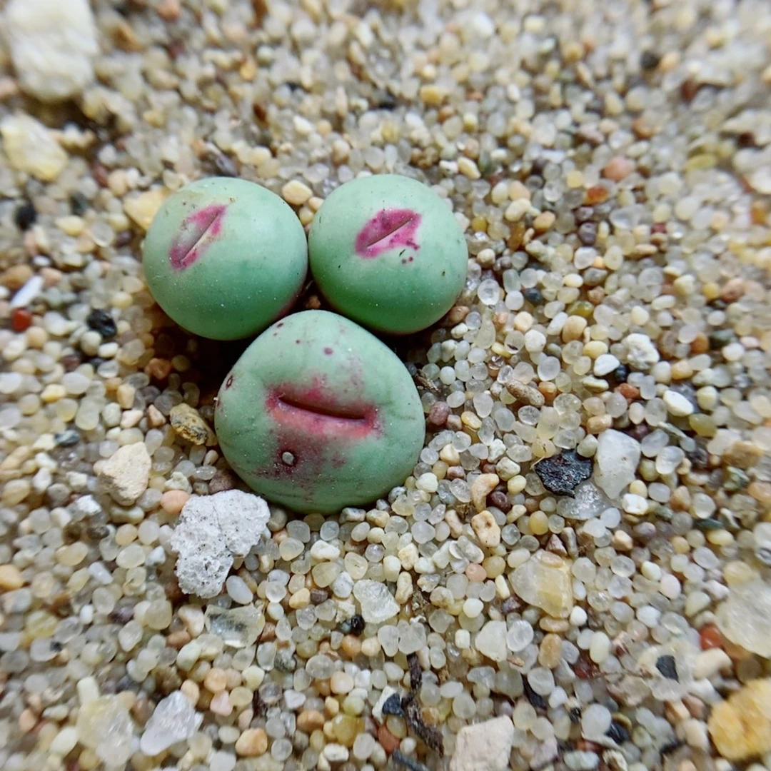 生石花花花花花花花花610