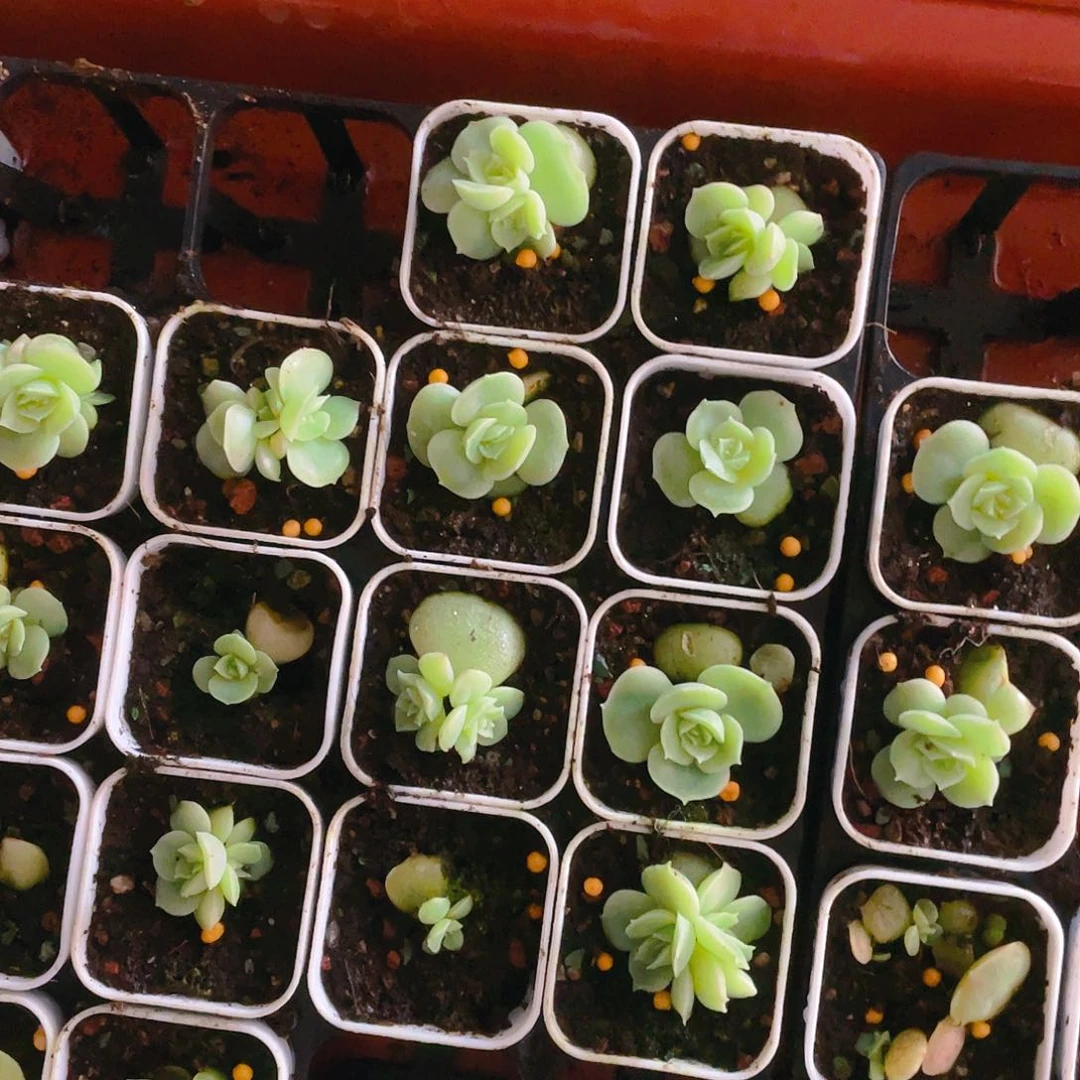 虾饺中盆一个满25包邮