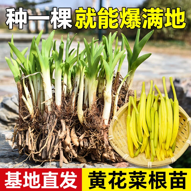 用高产黄花菜种苗种植苗根苗金针菜苗根庭院四季种植花盆易种包