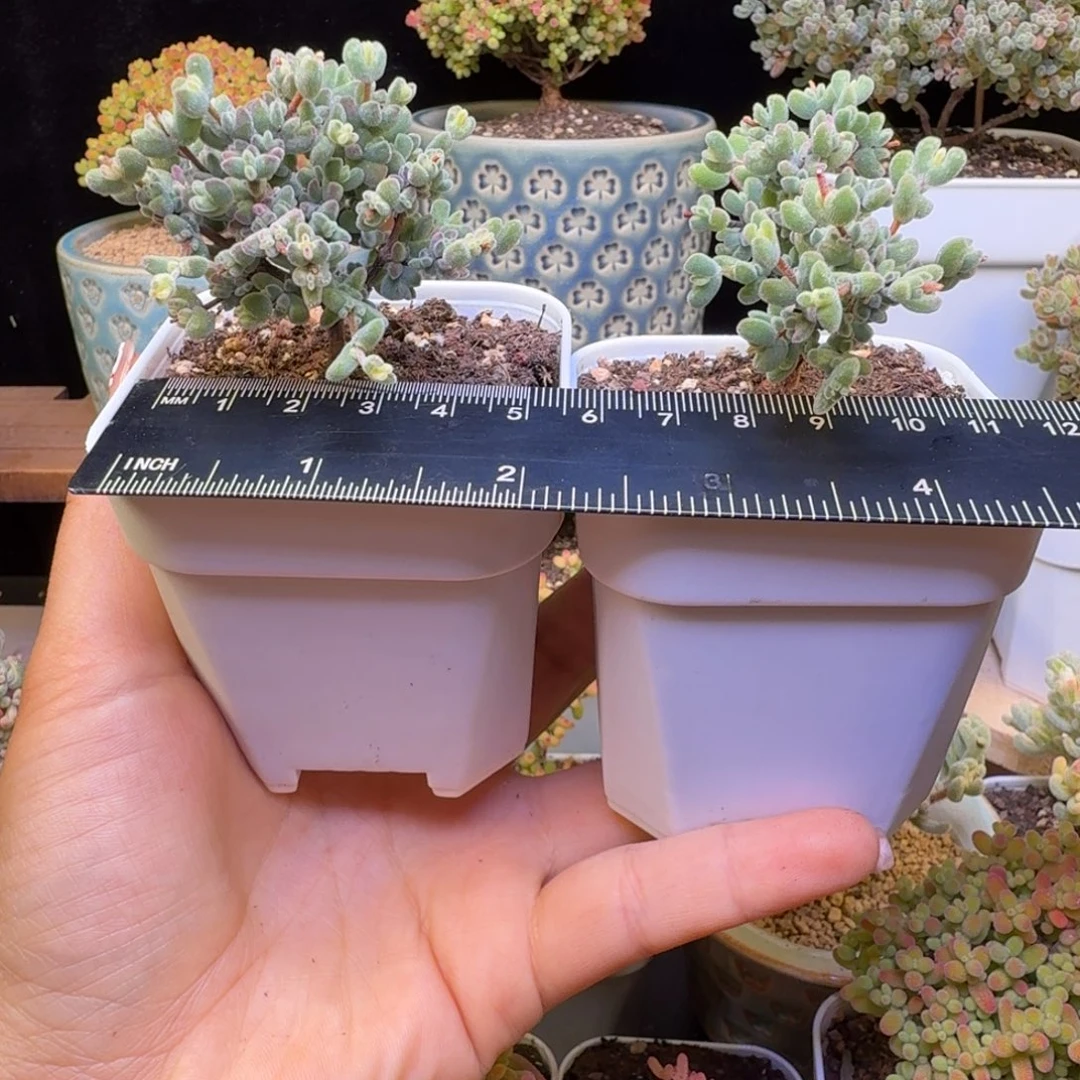 芳*芳芳专拍6棵一组