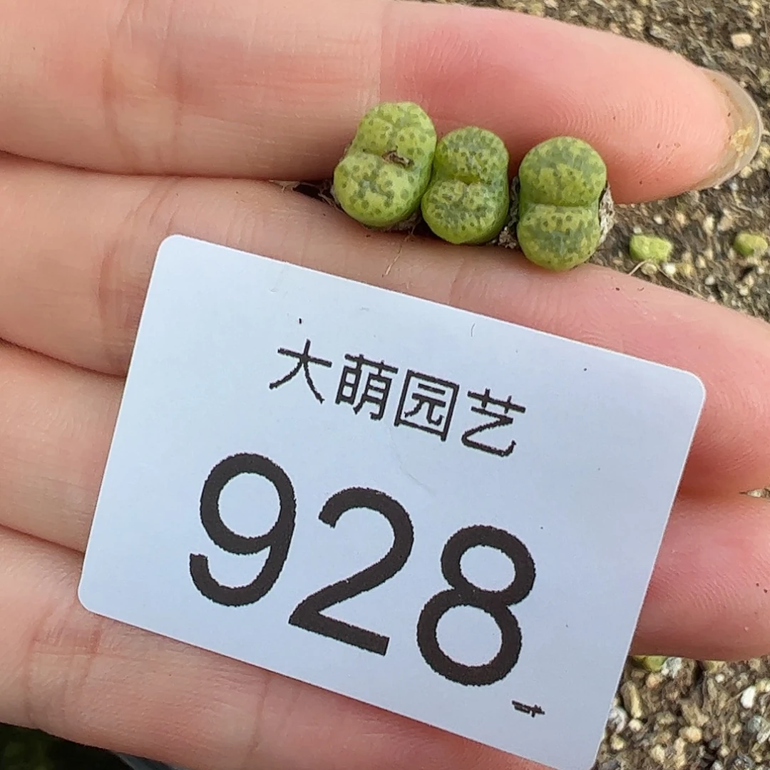 量拍以下1颗。     928
