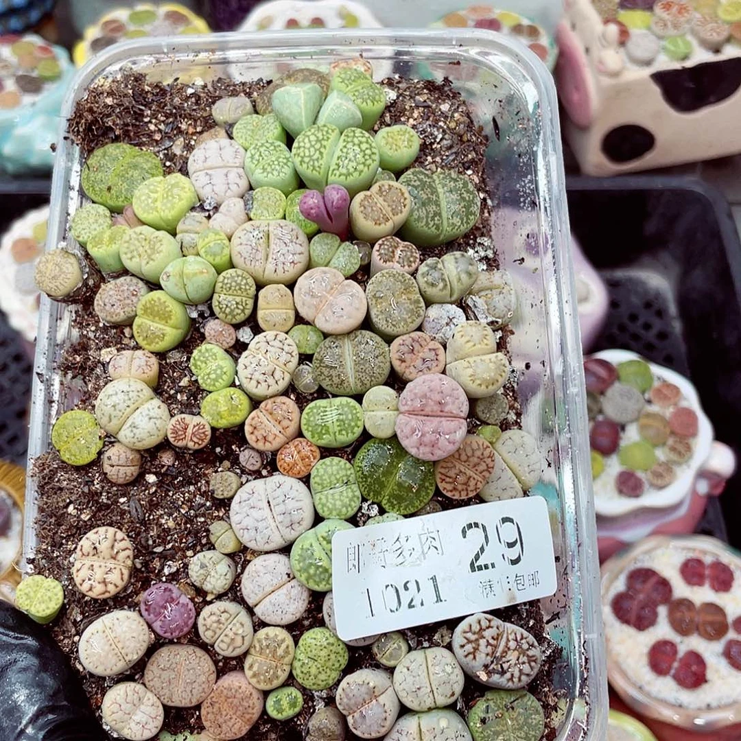 生石花满18包邮1021-29