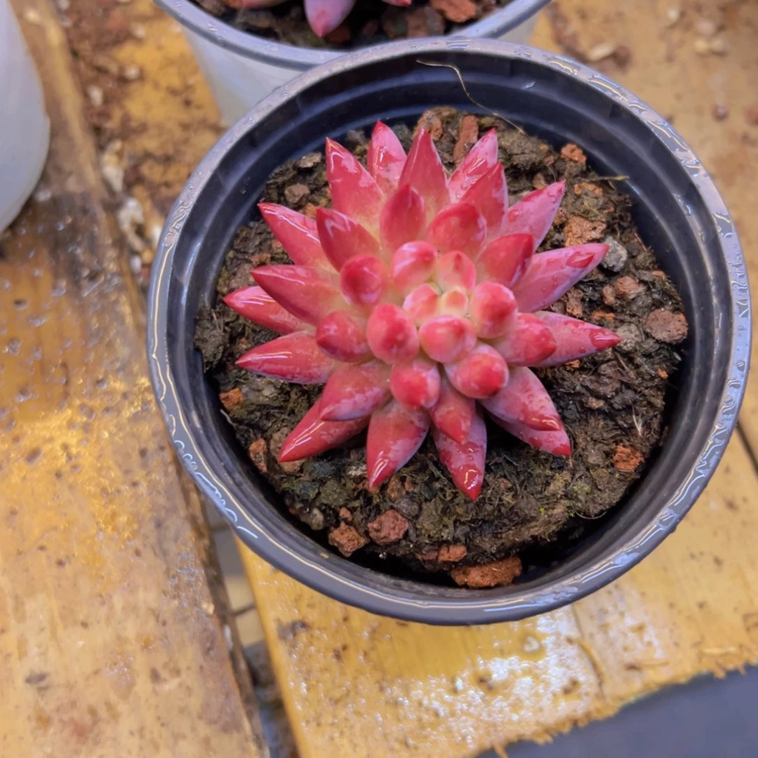 虞美人带盆土发货