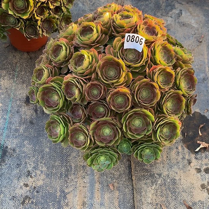 大*✨多肉万圣节80600