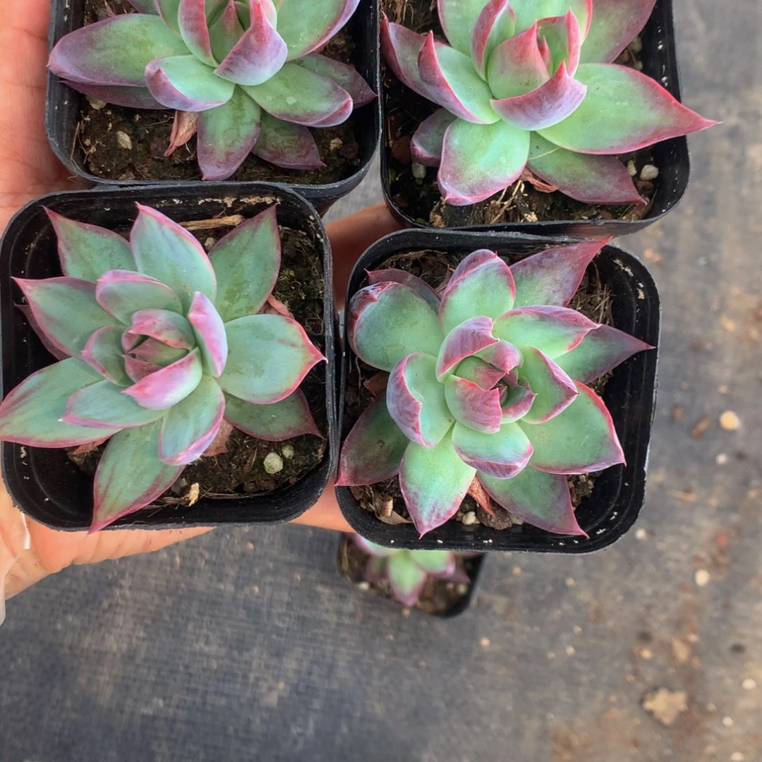 惊鸿仙子 特价  不分宽细 （满9.99包邮不满9.99发叶