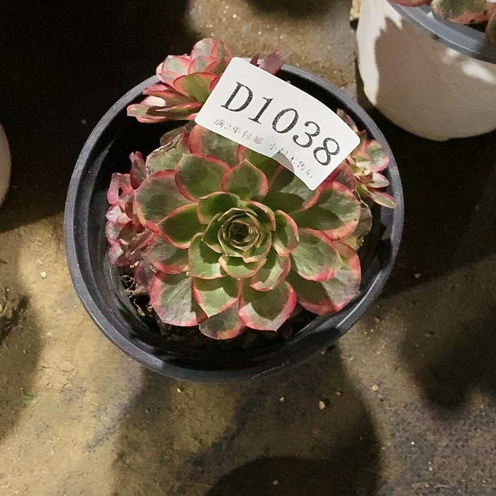 1038纳福多肉植物法师