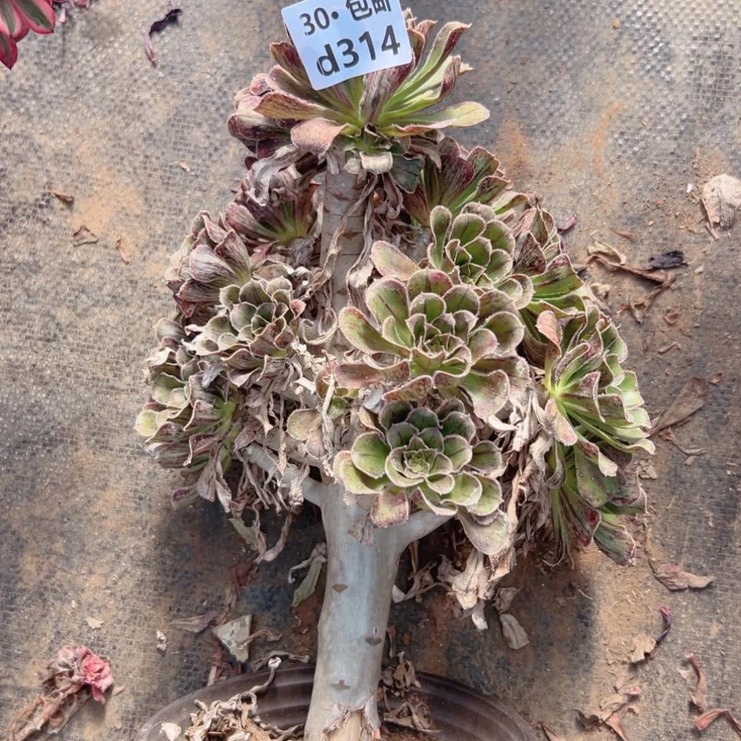 314拉丝锦处理多肉法师