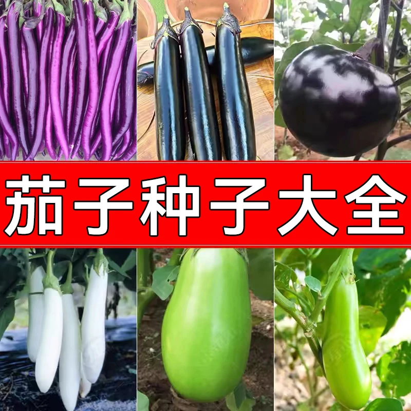 【茄子种子大全】线茄青茄杭茄小茄子矮瓜烧烤茄子四季盆栽蔬菜种籽