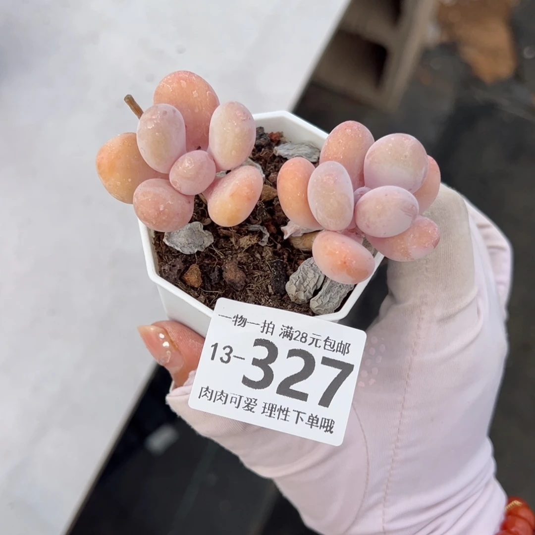 我****瓜蛋黄奶多肉多肉多肉多肉