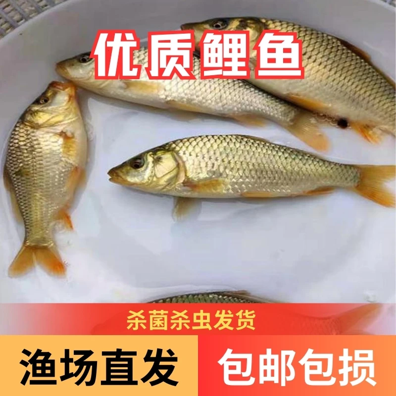 【活体】优质鲤鱼建鲤红尾鲤田鱼观赏鱼淡水鱼超萌宠物大型渔场直发