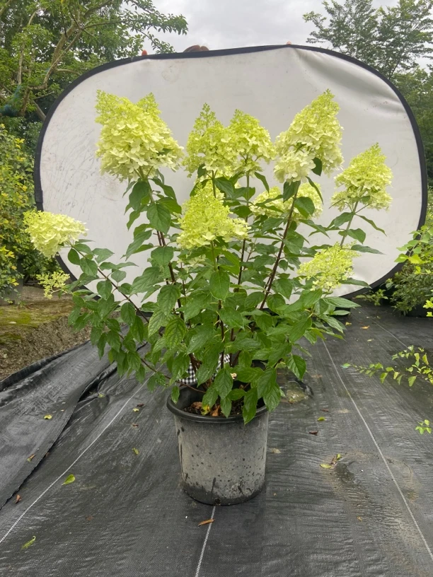 带盆带土圆锥木绣球绿植圆锥绣球绣球花水杨梅：庭院阳台盆栽花卉