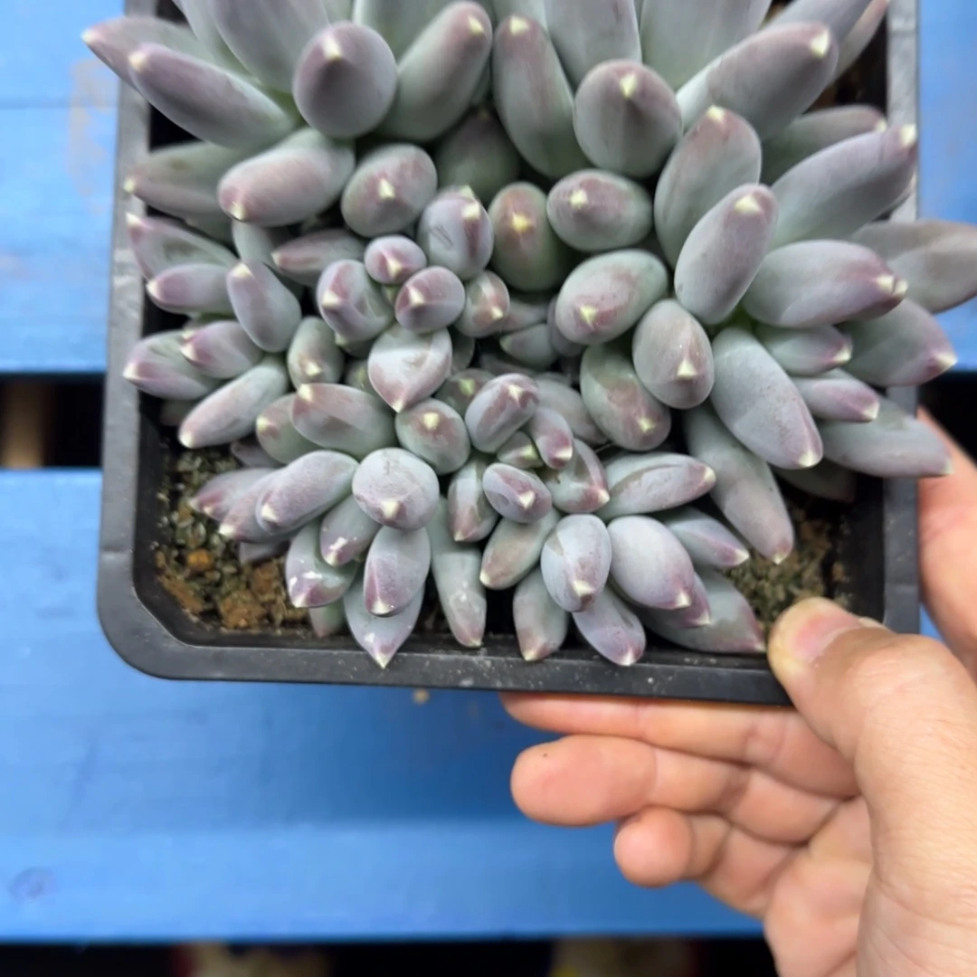 8头星空美人多肉，发货点延迟