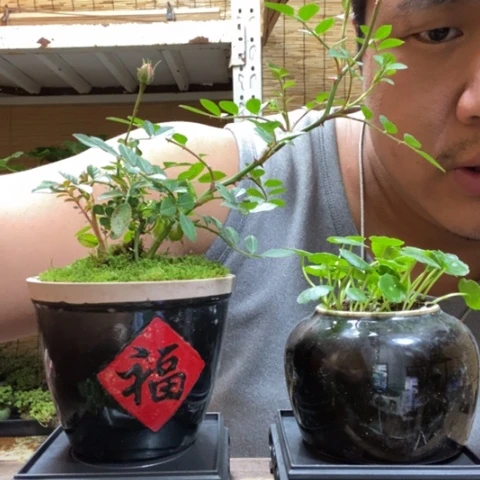 红陶一物一拍所见即所得283