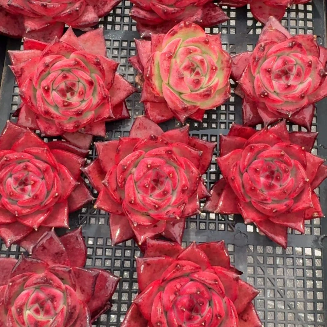 从前慢花园多肉编号粉钻