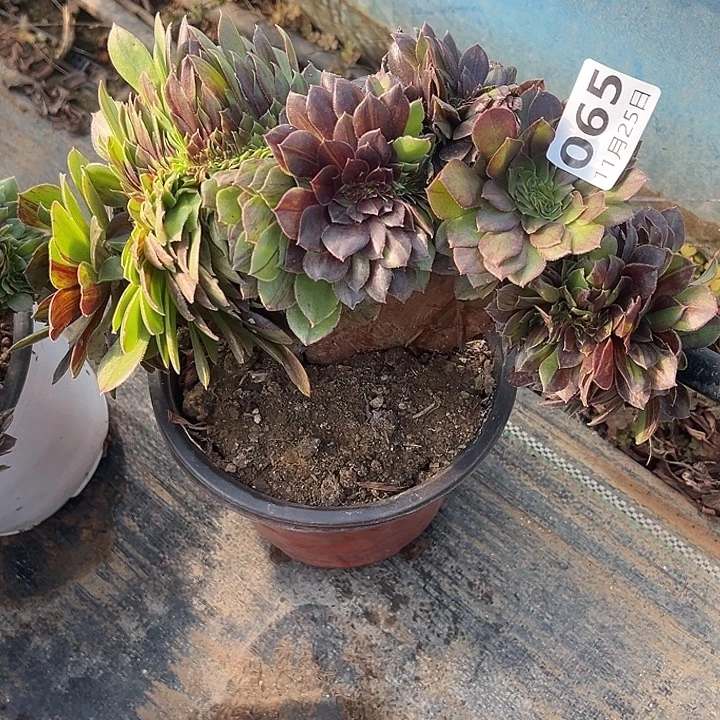 11.25-65花月夜缀多肉植物
