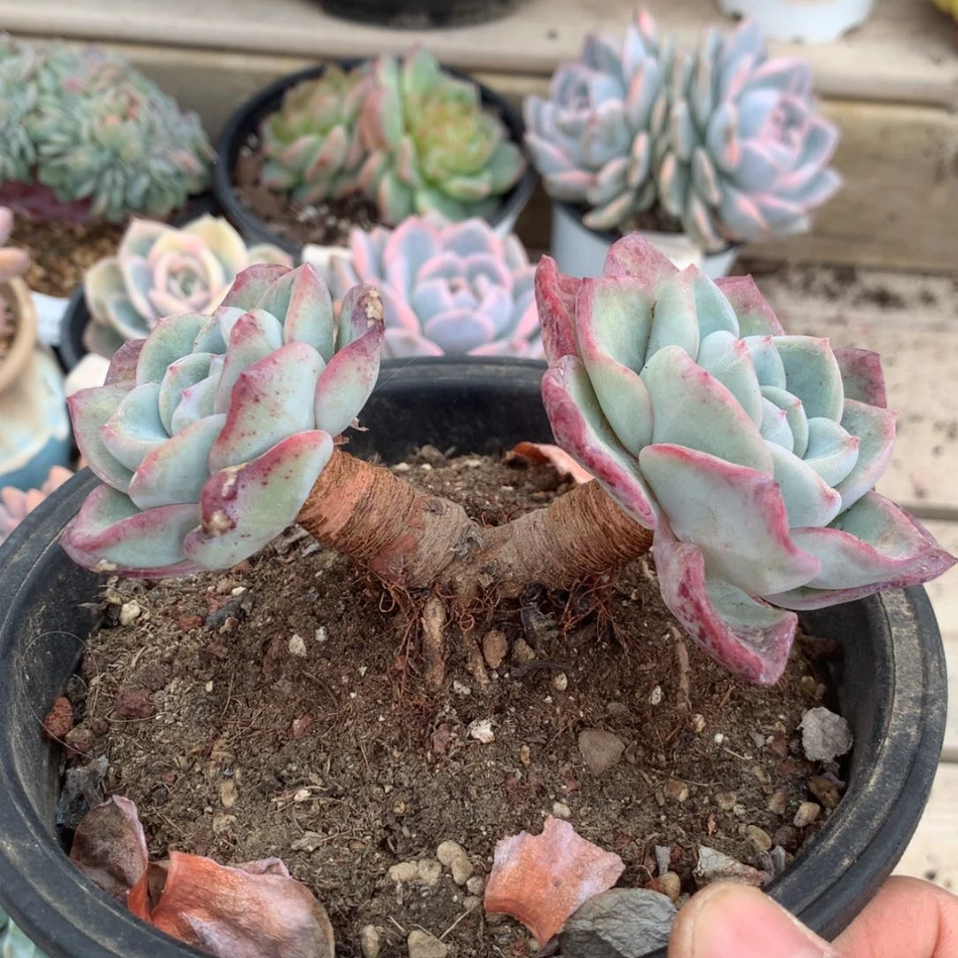 6326泡芙多肉一颗13厘米