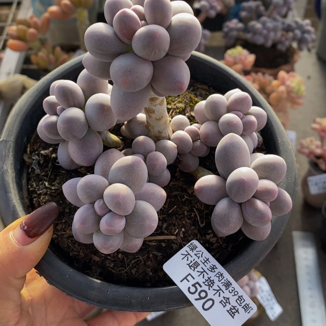 香水手指590/10c m