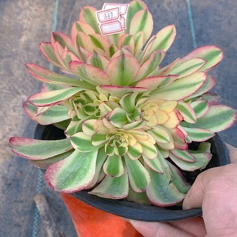 339倾城多肉植物