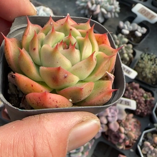 25海王多肉植物多
