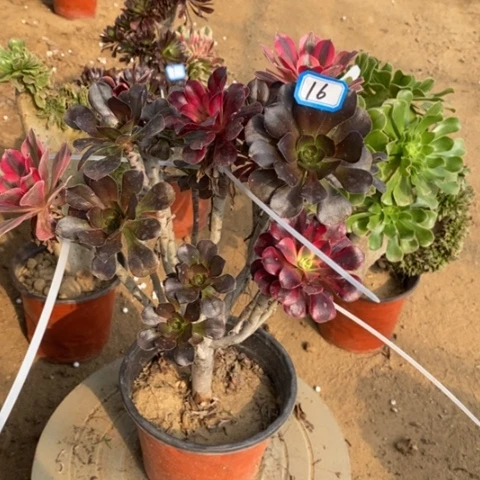 法师嫁接一物一拍