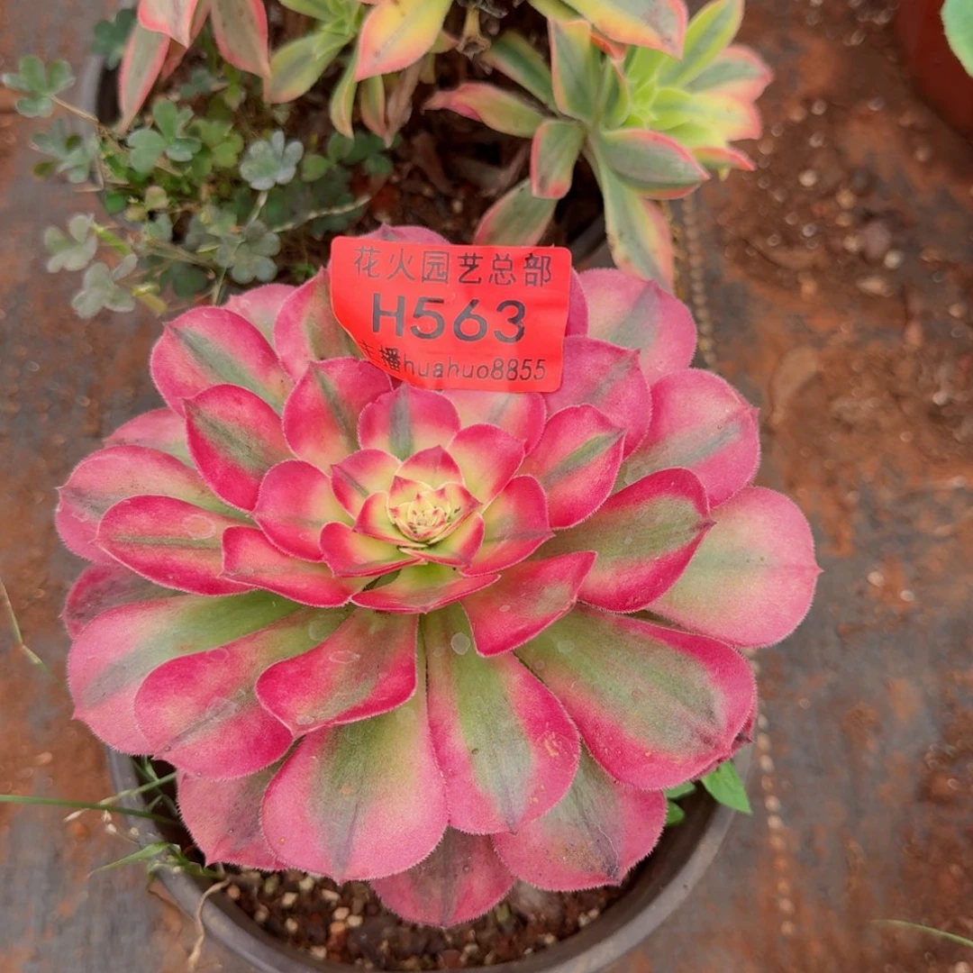 563荔枝哦哦哦哦哦哦哦哦哦