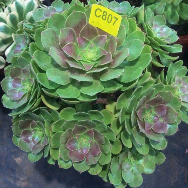 万圣节多肉80700000000